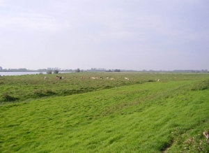 koe8