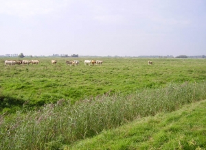 koe9